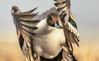 Ducks Unlimited Banquet